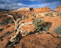 USA, Arizona, Paria Canyon, Coyote Buttes area, Twisted tree... by Danita Delimont