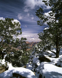 USA, Arizona, Grand Canyon National Park, Trees covered with snow von Danita Delimont