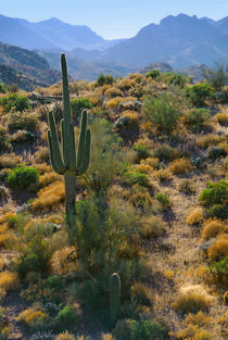 USA, Arizona by Danita Delimont