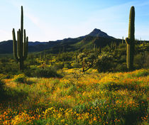 Arizona Desert Wildflowers von Danita Delimont