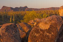 USA, Arizona, Pima County, Saguaro National Park, Sonoran Desert von Danita Delimont