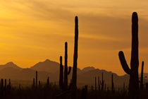 USA, Arizona, Saguaro National Park, Sonoran Desert von Danita Delimont