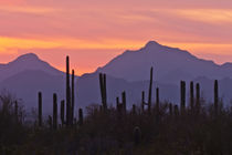 USA, Arizona, Saguaro National Park, Sonoran Desert by Danita Delimont