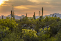 USA, Arizona, Saguaro National Park by Danita Delimont