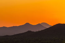 USA, Arizona, Saguaro National Park by Danita Delimont