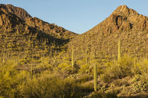 USA, Arizona, Sonoran Desert by Danita Delimont