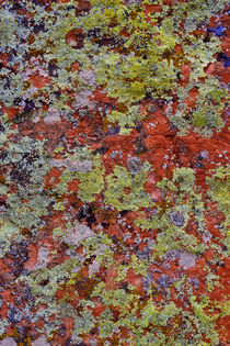 Lichen on Red Rock formations near Flagstaff, Arizona Credit... by Danita Delimont