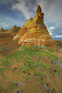 USA, Arizona, Vermillion Cliffs National Monument, Coyote Bu... by Danita Delimont