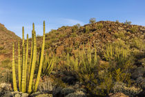 Organ Pipe National Monument by Danita Delimont