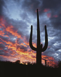 USA, Arizona, Organ Pipe Cactus National Monument, Saguaro C... by Danita Delimont