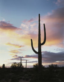 USA, Arizona, Organ Pipe Cactus National Monument, Saguaro C... von Danita Delimont
