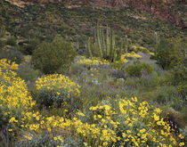 USA, Arizona, Organ Pipe Cactus National Monument, Lupine an... by Danita Delimont
