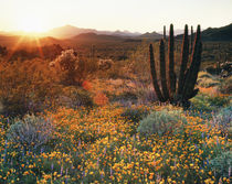 USA, Arizona, Organ Pipe Cactus National Monument, Californi... by Danita Delimont