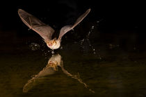 Usa, Arizona, pallid bat, Bat drinking by Danita Delimont