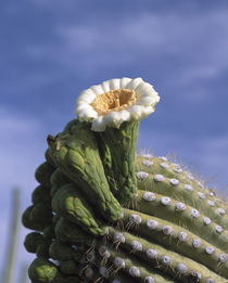 Saguaro cactus blossom at the tip of a long arm, Saguaro Nat... by Danita Delimont