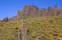 USA, Arizona, Tonto National Forest, Superstition Wilderness... by Danita Delimont