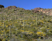 USA, Arizona, Organ Pipe Cactus National Monument, Brittlebu... von Danita Delimont