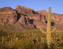 USA, Arizona, Organ Pipe Cactus National Monument, Evening l... by Danita Delimont