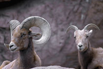 Desert bighorn sheep ram and ewe, southern Arizona, USA by Danita Delimont