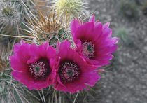Hedgehog cactus in bloom, Saguaro National Park, Arizona, USA von Danita Delimont