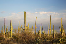 USA, Arizona, Saguaro National Park, Saguaro West-Tucson Mou... by Danita Delimont