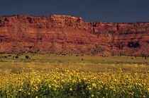 Vermillion Cliffs and Field of Yellow Flowers, Arizona, USA by Danita Delimont