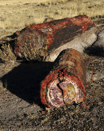 Petrified Logs, Petrified National Park, Holbrook, Arizona, USA von Danita Delimont