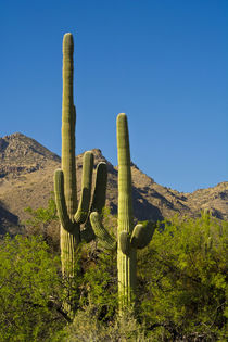 Saguaro, Sabino Canyon, Tucson, Arizona, USA. by Danita Delimont