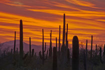Saguaro, sunset, Saguaro National Park, Arizona, USA by Danita Delimont