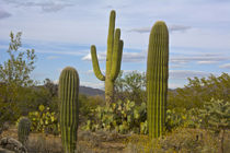 Saguaro and Prickly Pear Cacti, Rincon District, Saguaro Nat... by Danita Delimont