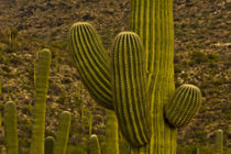 Close up of Saguaro, Rincon District, Saguaro National Park,... von Danita Delimont
