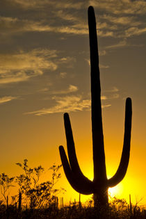 Saguaro at sunset, Saguaro National Park, Arizona, USA von Danita Delimont