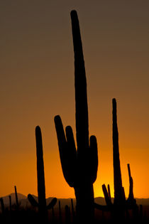 Saguaro at sunset, Saguaro National Park, Arizona, USA von Danita Delimont