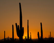 Saguaro at sunset, Saguaro National Park, Arizona, USA by Danita Delimont