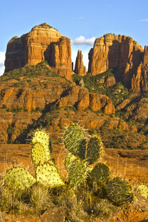 Cathedral Rock at Sunset, Prickly Pear Cactus in Foreground,... by Danita Delimont