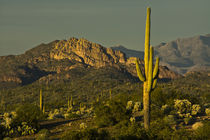 Sunset, Superstition Mountains, Lost Dutchman State Park, Ap... by Danita Delimont