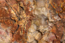 Detail of petrified wood in Crystal Forest, Petrified Forest... by Danita Delimont