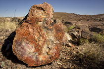 Petrified log, Crystal Forest, Petrified Forest National Park, Arizona by Danita Delimont