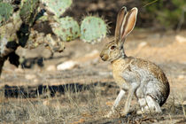 An antelope jackrabbit alert for danger. by Danita Delimont