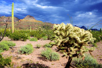 Organ Pipe Cactus National Monument, Ajo Mountain Drive wind... by Danita Delimont