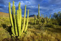 Organ Pipe Cactus National Monument, Ajo Mountain Drive wind... von Danita Delimont