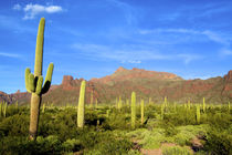 Organ Pipe Cactus National Monument, Ajo Mountain Drive wind... by Danita Delimont