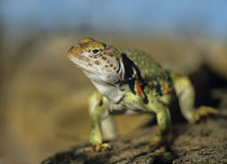 Collared Lizard in defensive posture, Arizona, USA by Danita Delimont