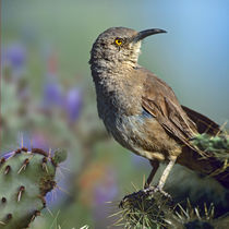 Curve-billed thrasher on a cactus, Arizona, USA by Danita Delimont