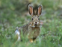 Desert Cottontail looks at the camera, Arizona, USA by Danita Delimont