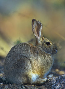 Desert Cottontail relaxed and content, Arizona, USA by Danita Delimont