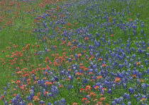 Texas bluebonnets and paintbrushes in a field, Arizona, USA. by Danita Delimont