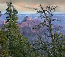 Wotans Throne, North Rim, Grand Canyon National Park, Arizona, USA by Danita Delimont