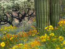 Desert in bloom, Organ Pipe Cactus National Monument, Arizona, USA von Danita Delimont