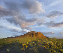 Kofa Mountain and cholla cactus at sunset, Kofa National Wil... by Danita Delimont